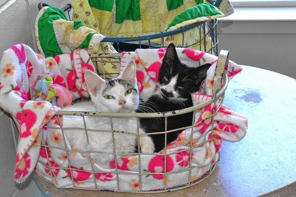 Cute cats at the SPCA. Enough said. (TIM GOODWIN / Insider staff) - 
