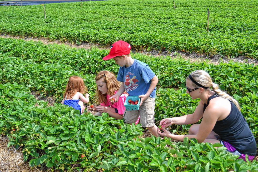 There’s nothing quite like strawberry picking with the family. (TIM GOODWIN / Insider staff) - 
