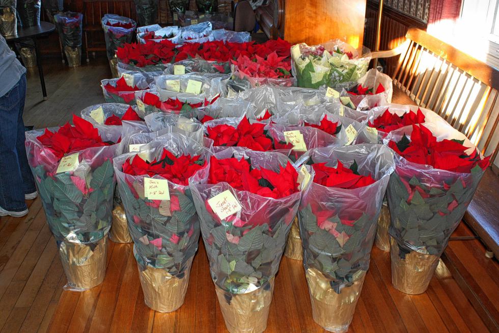 The Bow Garden Club sold a record 205 poinsettias this year, and they all looked great. (JON BODELL / Insider staff) - 
