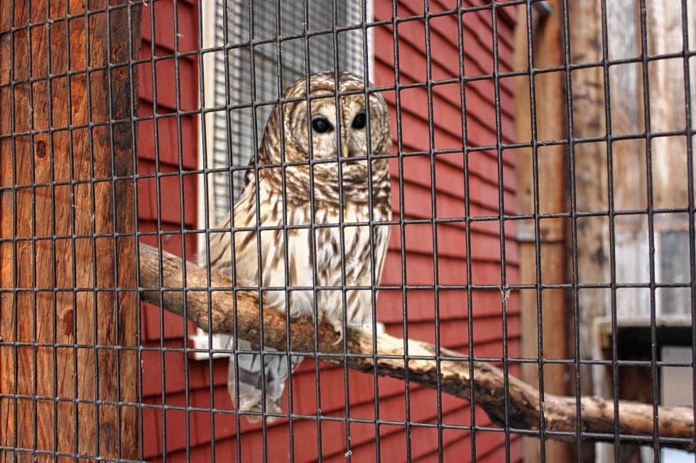 A barred owl stares down the camera at the NH Audubon McLane Center last week. This owl was hit by a car and broke both of its wings.  (JON BODELL / Insider staff) -