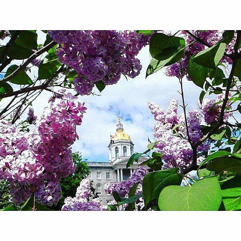 It was kind of a crazy week for weather around here last week. There was sun, rain, a little snow, some ice. All par for the course in New Hampshire in late March. Anyway, Instagram user @stephenwaynefumio opted to take his camera out during one of the nice days, and it paid off in the form of this nice, flowery shot of the State House. There are always plenty of State House photos on Instagram every week, but this one stood out due to its interesting perspective and the framing of the dome by the lilacs. Nice shot! (Courtesy) -