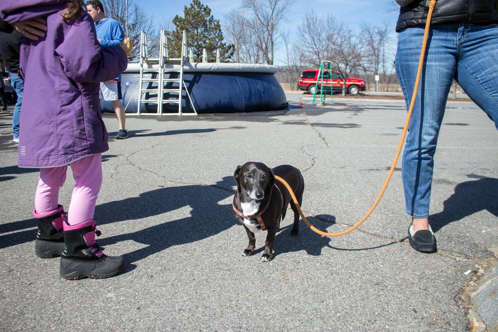 Oscar the dog waits for more plungers at the Womenade fundraiser in Concord.   (ELODIE REED/ Monitor staff) - ELODIE REED | Concord Monitor