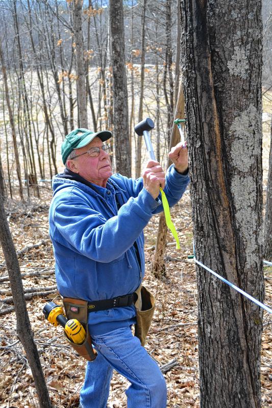 Wilber inserts one of the taps into a sugar maple using his time trusted technique of tap, tap, boom. (TIM GOODWIN / Insider staff) -