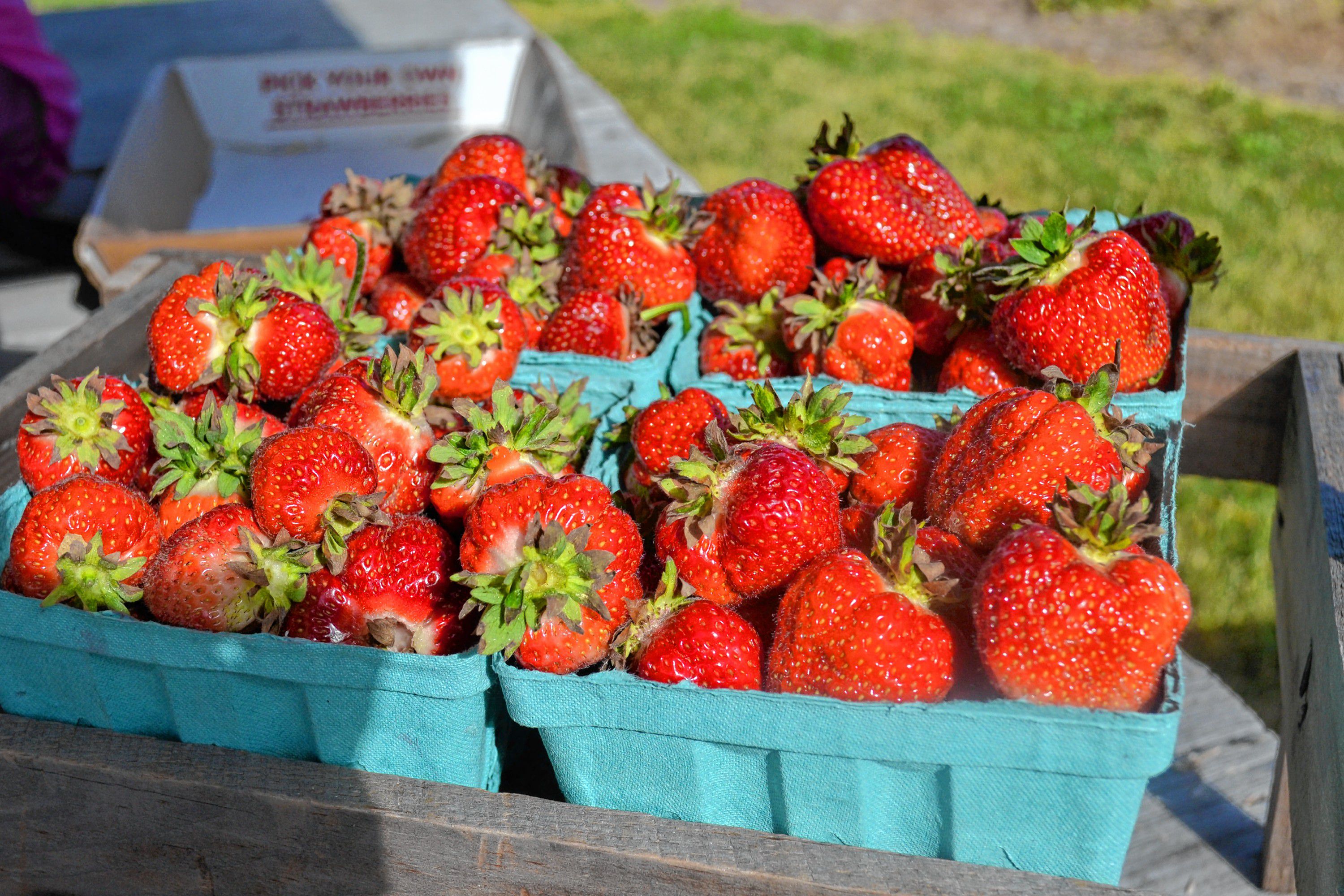 Get your strawberry fix at Bow Mills festival The Concord Insider