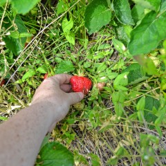Strawberry season is here, so go pick your own