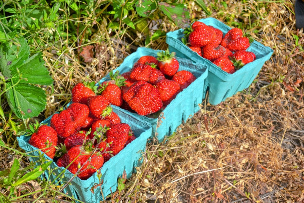 Tim Goodwin—Insider staffIt's strawberry season, so we went and picked our own at Rossview Farm.
