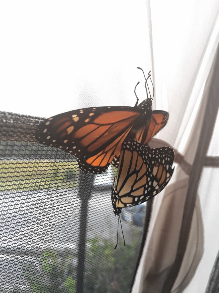 Courtesy—The butterflies at Cole Gardens have mated and laid eggs. Now, we play the waiting game. . . .