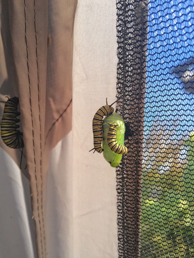 Courtesy—Monarch butterfly caterpillars prepare for the next phase of life at Cole Gardens in Concord.