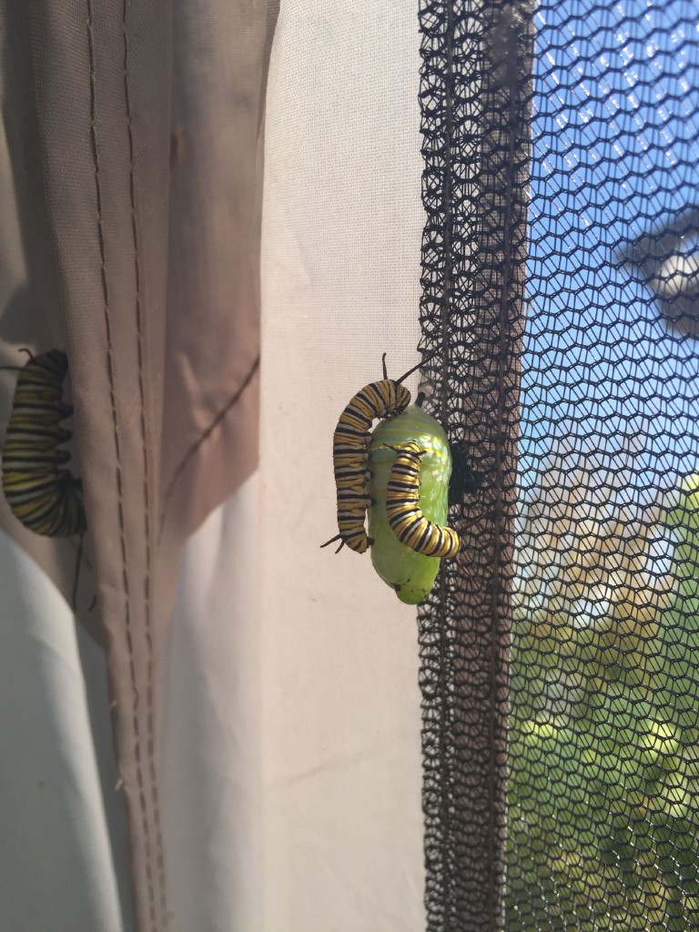 Monarch butterfly caterpillars prepare for the next phase of life at Cole Gardens in Concord.