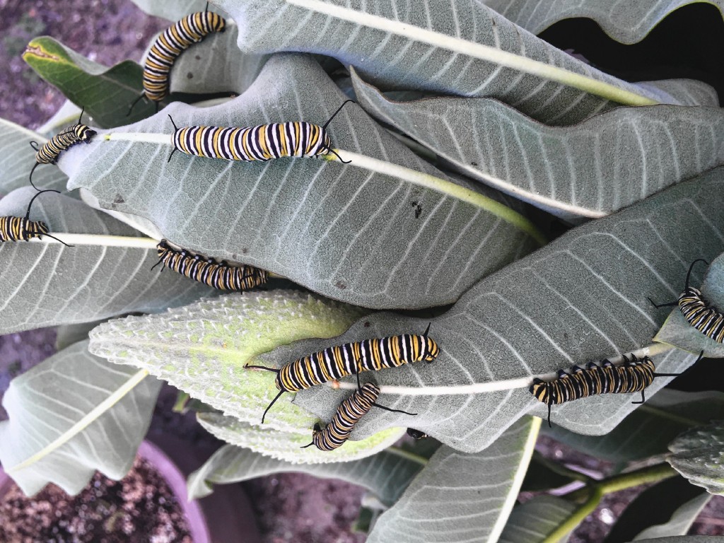 Courtesy—Monarch butterfly caterpillars prepare for the next phase of life at Cole Gardens in Concord.