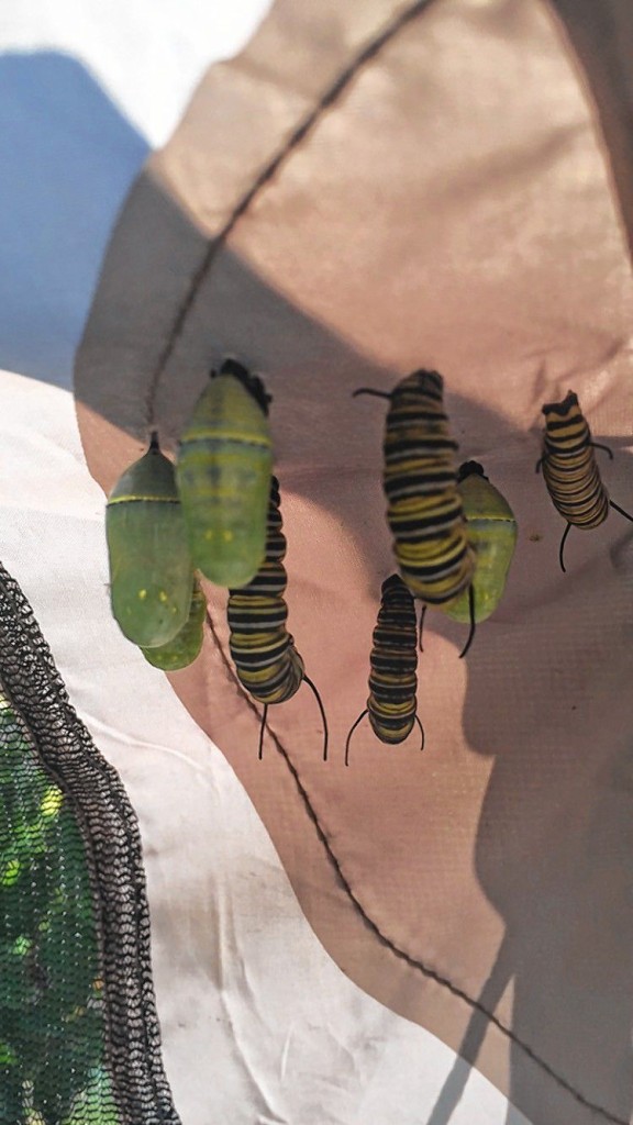 CourtesyCole Gardens is bustling with scientific activity lately. If you’ve been following us religiously – which we know you have – you’ve probably noticed our somewhat regular updates of the butterflies at the garden center. The last time we checked in we showed you some eggs. Here’s what those eggs turned into. The caterpillars are now making their chrysalises, and we all know what comes after that. Stay tuned to see what happens!