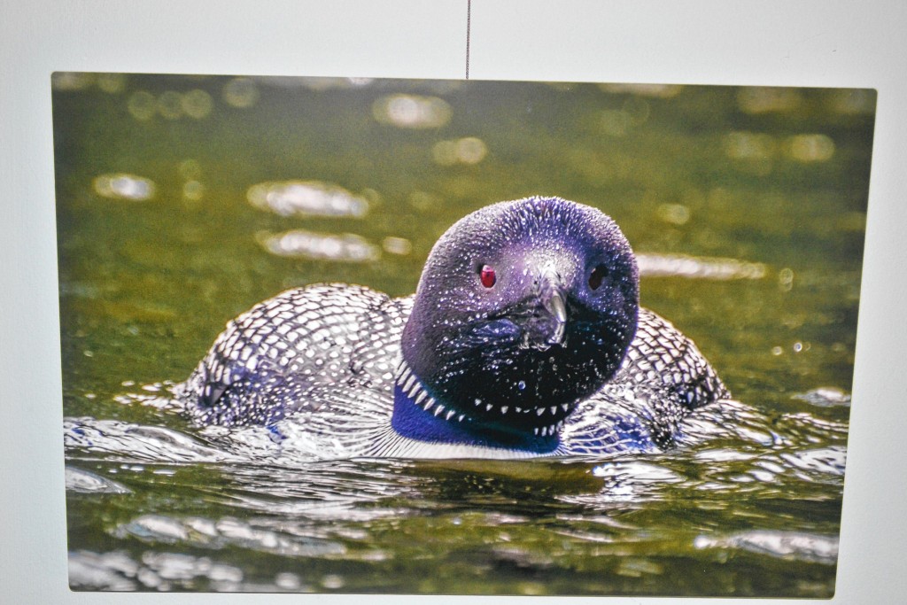 Tim Goodwin—Insider staffWe stopped by the N.H. Audubon McLane Center last week to check out Kevin Talbot's Loon photography exhibit.
