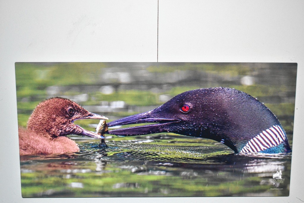 Tim Goodwin—Insider staffWe stopped by the N.H. Audubon McLane Center last week to check out Kevin Talbot's Loon photography exhibit.