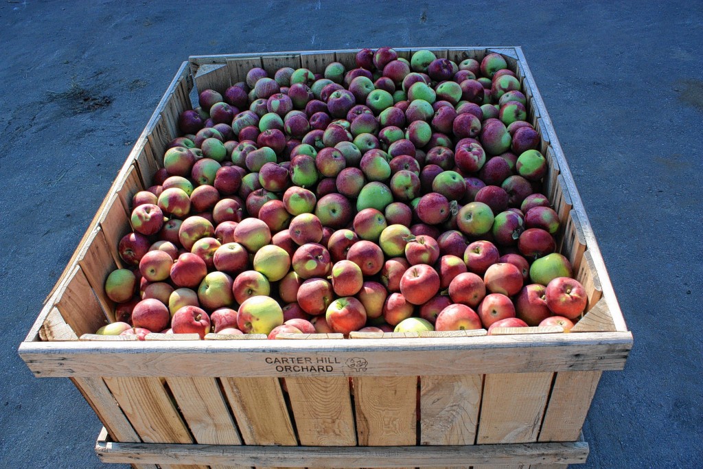 JON BODELL / Insider fileSome apples from Carter Hill Orchard.
