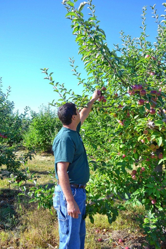 Tim Goodwin / Insider staffCarter Hill Orchard manager Todd Larocque picks a delicious-looking McIntosh off one of the orchard trees last week.