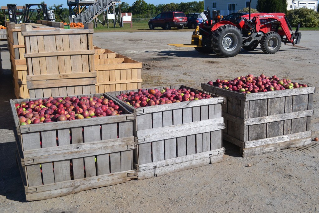 Tim Goodwin / Insider staffSince this is the apple issue, we figured it was only right that we stop by both of Concord’s apple orchards last week to see what was going on in the pick your own world these days. And what we found is that right now, as you read this very page, apple orchards are getting pretty busy as they roll into the peak of apple season. There were families and school groups picking apples, baked goods tempting our sweet tooth and lots of apples. Top left: Apple Hill Farm owner Diane Souther sorts through a bin of apples, getting ready for a farmers market. Top right: Julia Stonis found the perfect apple while picking at Carter Hill. Bottom: Carter Hill makes its own apple cider donuts daily and we heard that people have been known to wait for over a half-hour on the weekend for the tasty treats.