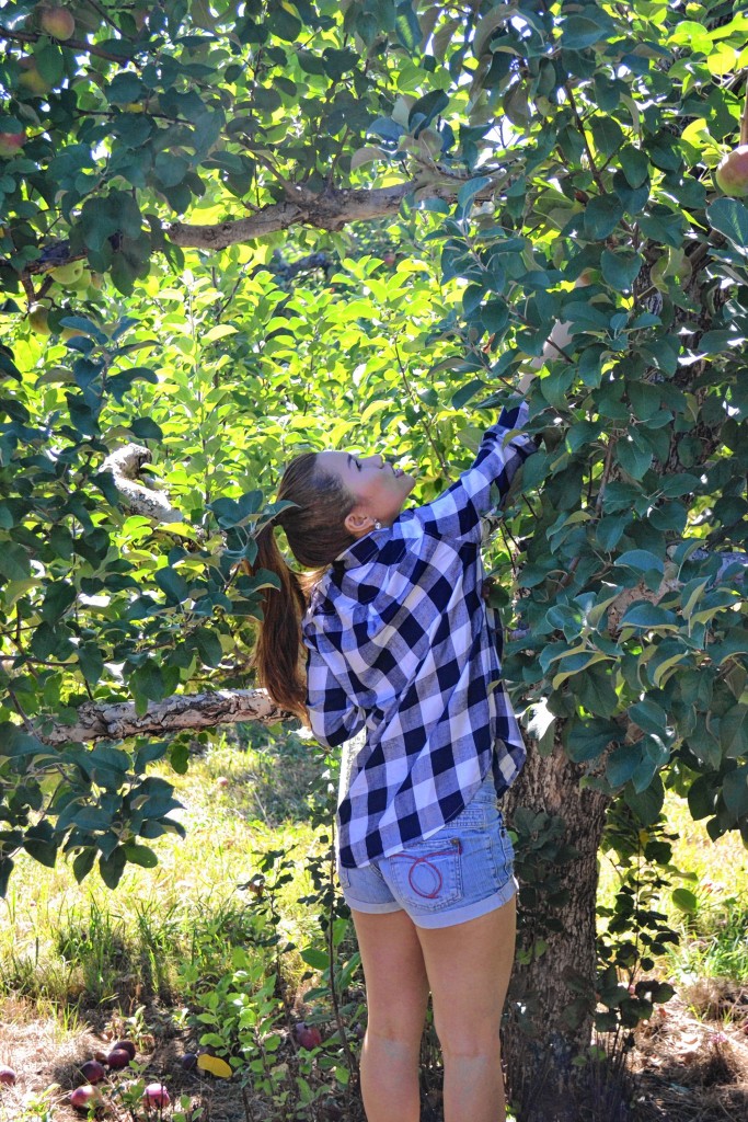 Tim Goodwin—Insider staffWe went to two apple orchards in one day to see what was going on.