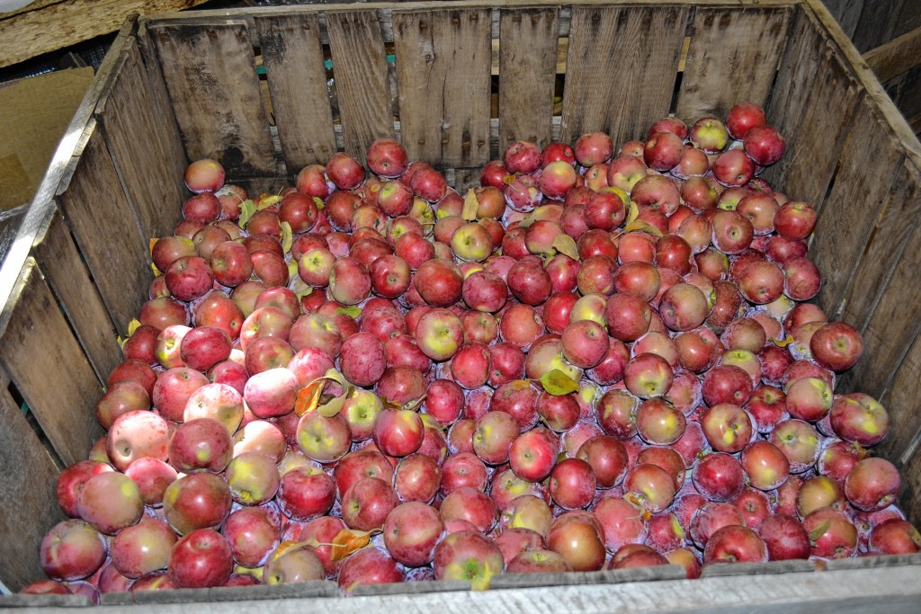 Tim Goodwin—Insider staffWe went to two apple orchards in one day to see what was going on.