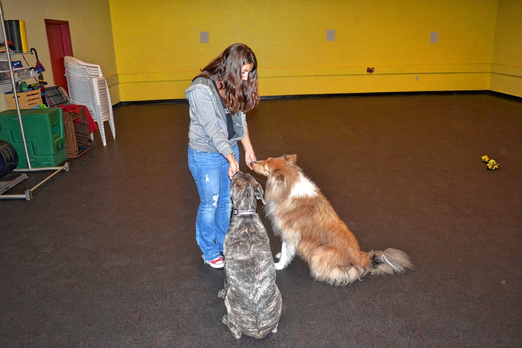 Tim Goodwin—Insider staffHelen St. Pierre, owner of No Monkey Business Dog Training, works with a few pups last week.