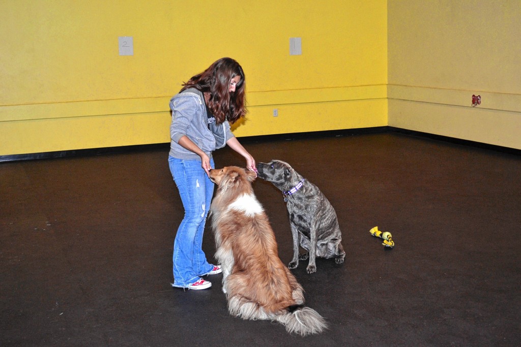 Tim Goodwin / Insider staffHelen St. Pierre, owner of No Monkey Business Dog Training, works with a few pups last week.
