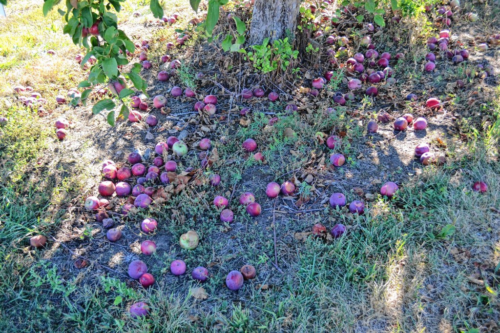 Tim Goodwin—Insider staffEver wonder what happens to all those fallen apples? We found out.