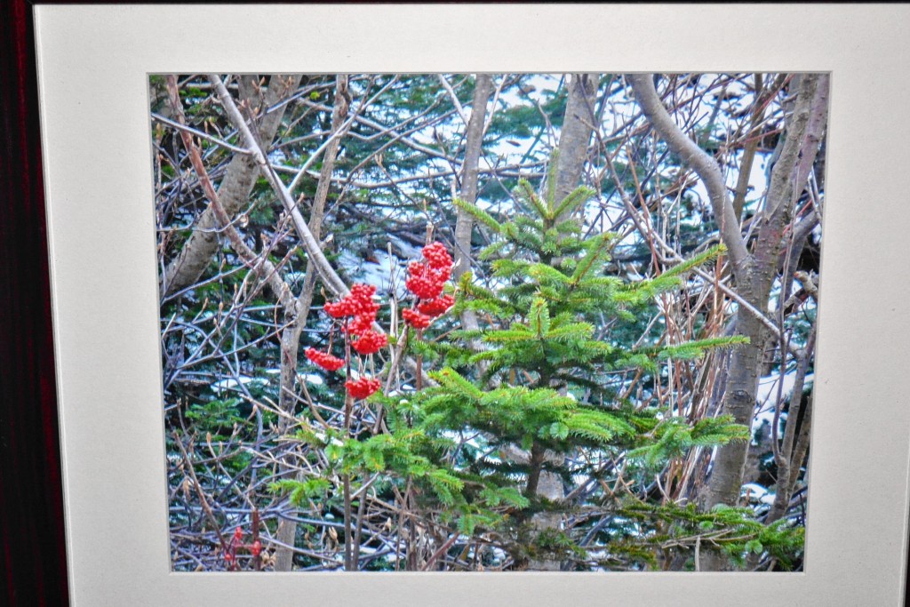 Tim Goodwin—Insider staffAn exhibit of Cheryl Weston's photography is currently hanging at the Society for the Protection of N.H. Forests. The work is on display through October.