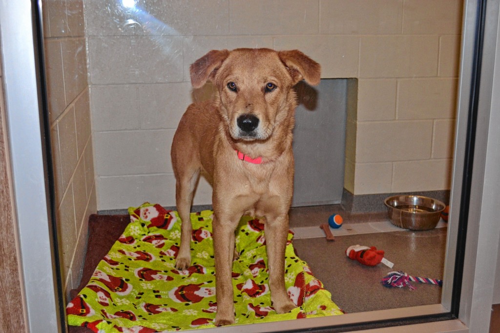 Joe, a brown Labrador mix, is a little over a year old and has been at the SPCA since Sept. 17.
