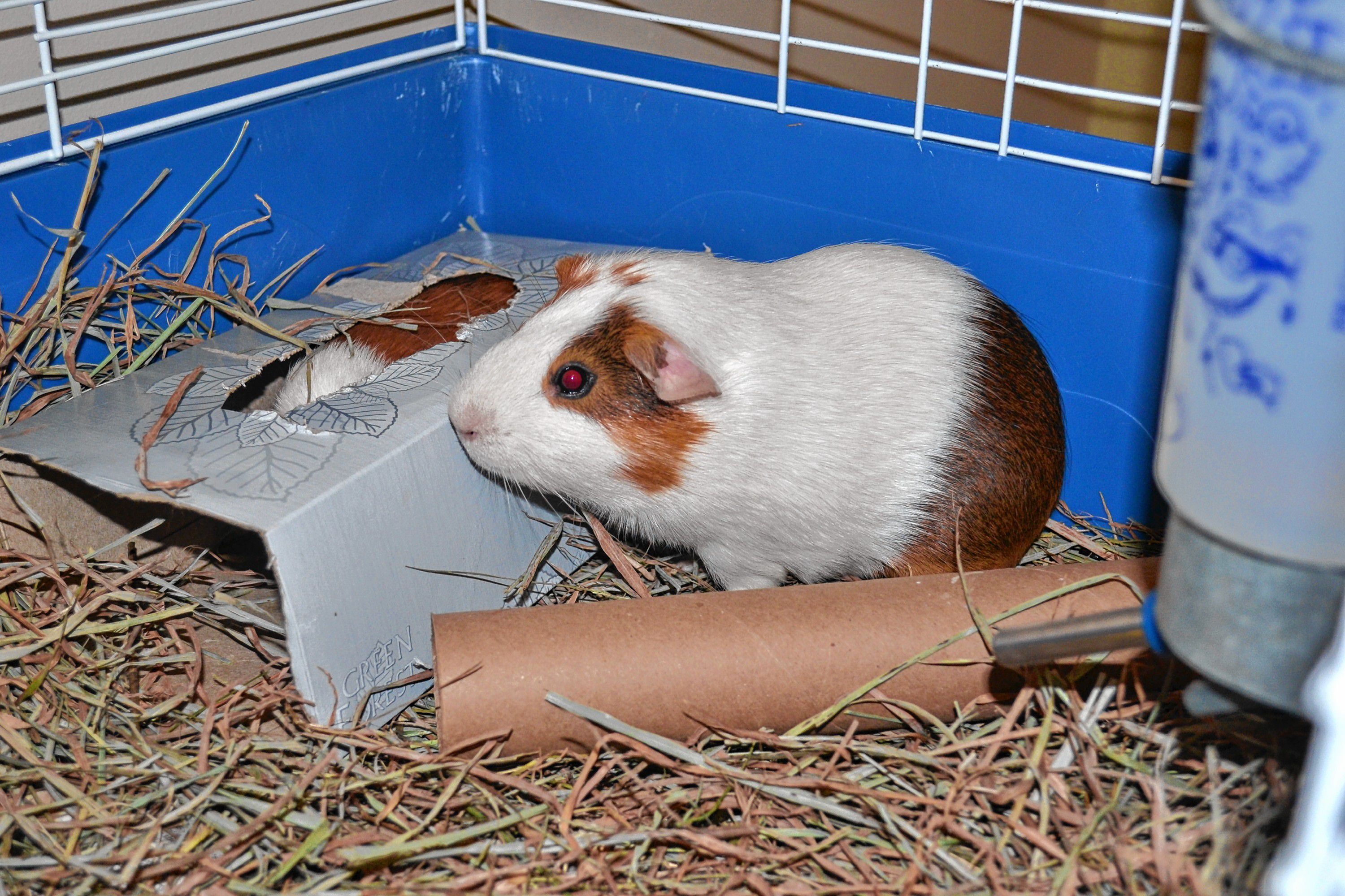 Larkspur and Periwinkle (in the box), smooth hair mix guinea pigs, are