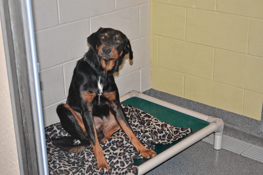 Caleb, a black-and-tan Rottweiler mix, is 2 years old and has been at the SPCA since Sept. 17.