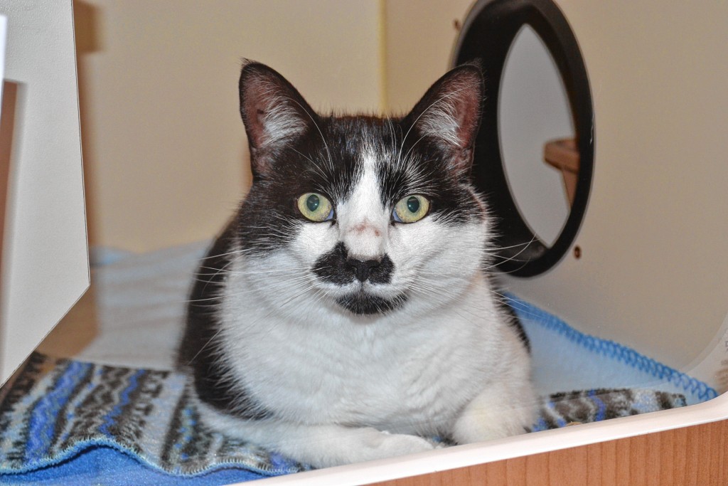 Rick, a black-and-white domestic short hair, is 4 years old and has been at the SPCA since Sept. 8.