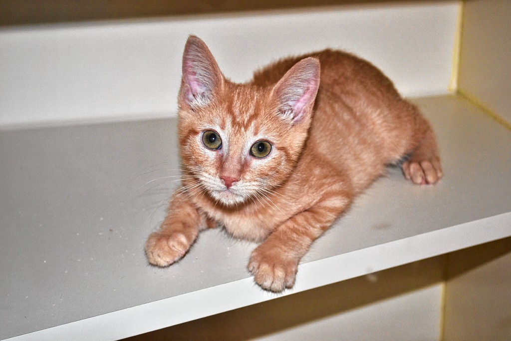 Tyghe, an orange domestic short hair kitten, has been at the SPCA since Sept. 10.