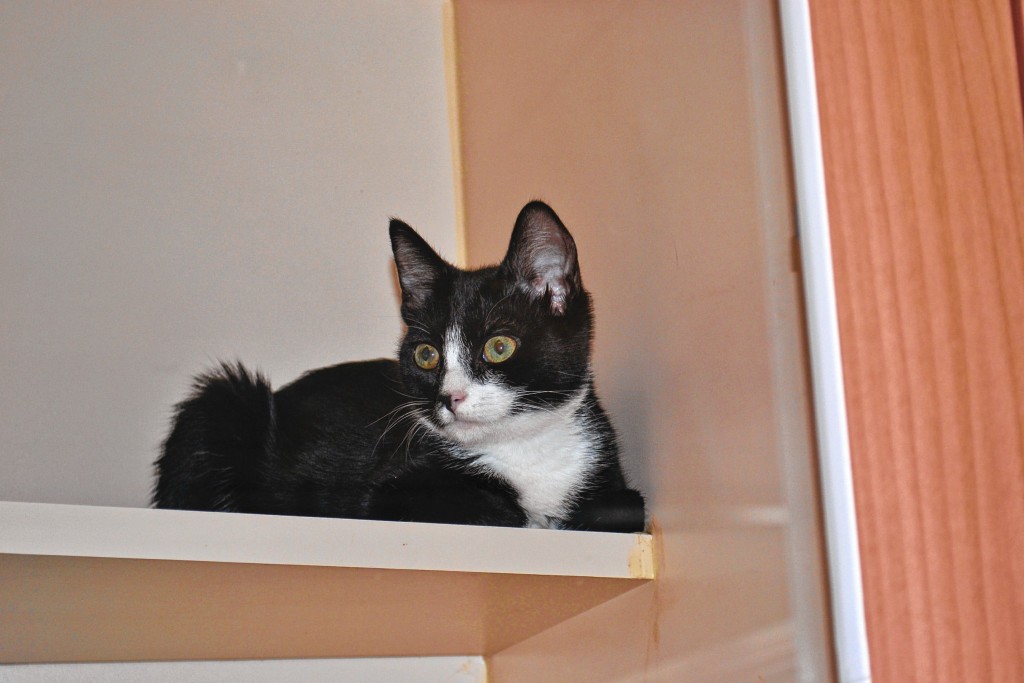 Mae, a black-and-white domestic short hair kitten, has been at the SPCA since Sept. 15.