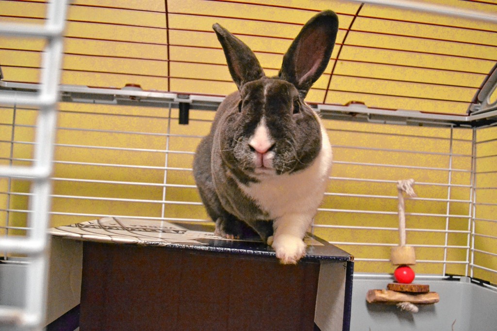 Leonardo, a Rex mix rabbit, is 11 months old and has been at the SPCA since Sept. 8.