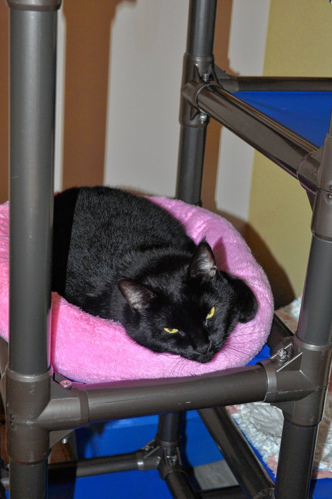 Noel, a black domestic short hair, is 8 years old and has been at the SPCA since Feb. 18.