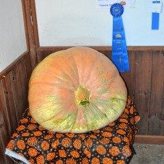 Now that’s one giant pumpkin