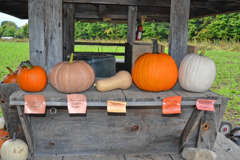 TIM GOODWIN / Insider staff—At Rossview Farm, they give you a lineup of all of the pumpkins they have available for picking. Pretty handy.