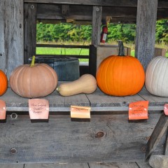 Each type of pumpkin has its own  purpose