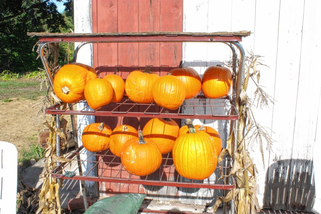 JON BODELL / Insider staff—If you don't feel like getting down in the dirt, there are plenty of already-picked pumpkins for sale at Lewis Farm.