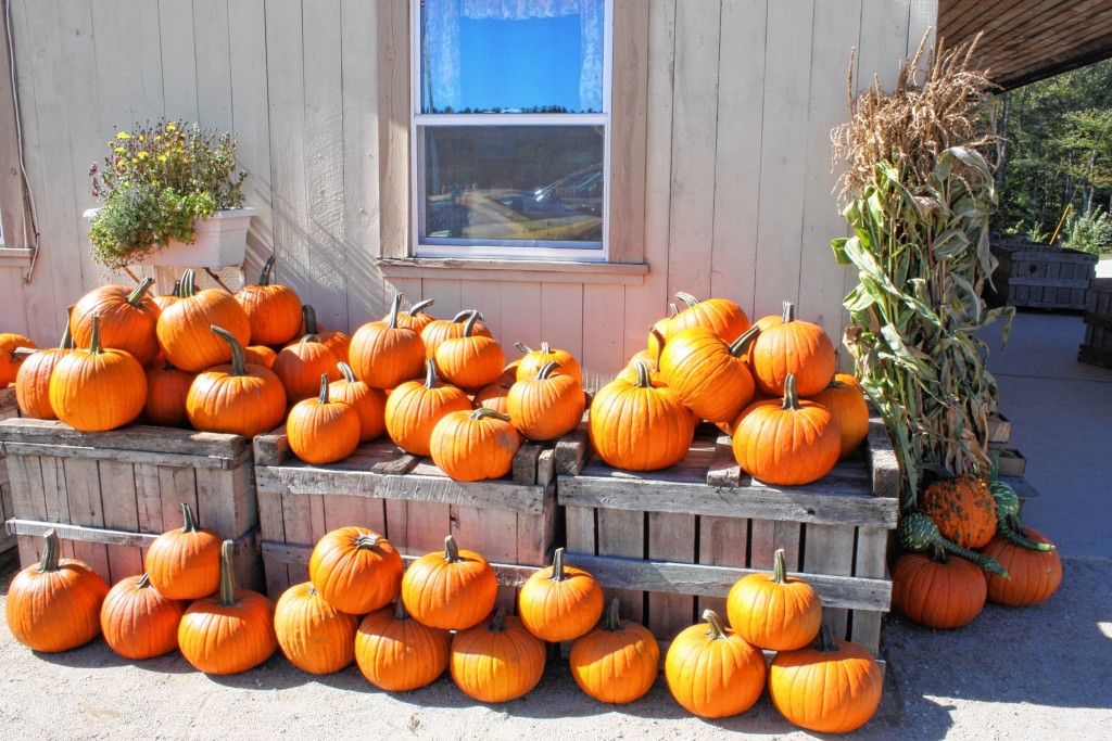 JON BODELL / Insider staff—There are plenty of Jack-o'-lantern pumpkins for sale at Apple Hill Farm. They're 50 cents a pound, but the staff have marked all of the Jack-o'-lantern pumpkins individually, since most are too big for the scale in the farmstand.