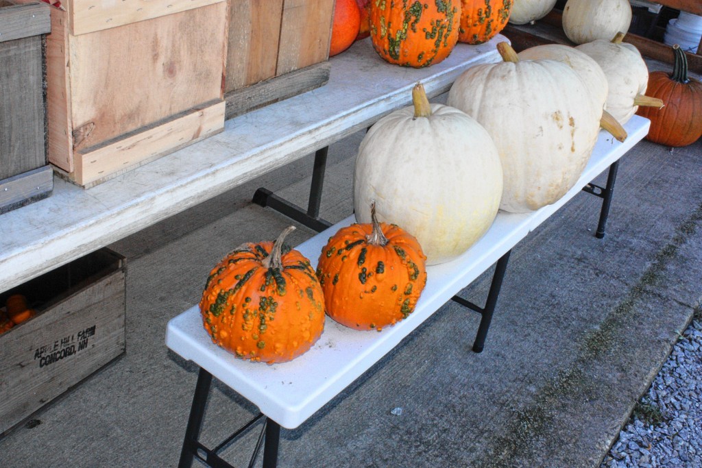JON BODELL / Insider staff—You can also get some less traditional kinds of pumpkins at Apple Hill Farm, such as white pumpkins and a type known as knuckleheads. Guess which is which.