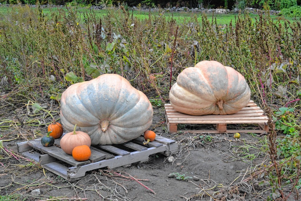 Tim Goodwin—Insider staffWe traveled all over Concord and Bow  to see where you could find the pumpkin that best fits your needs.