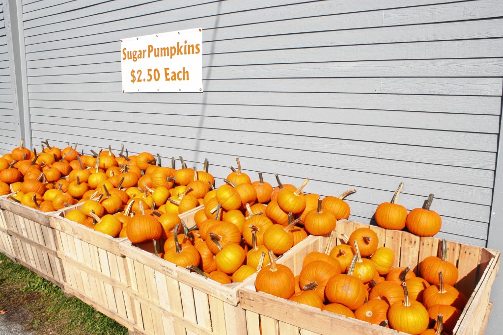 JON BODELL / Insider staff—There are plenty of sugar pumpkins to be had at Carter Hill Orchard, all for $2.50 apiece. These are the kind that are good for cooking with.