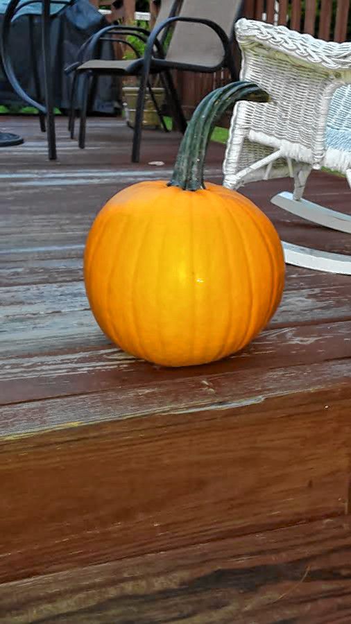 Tim Goodwin—Insider staffJust look at that perfect pumpkin we picked at Rossview Farm last week.