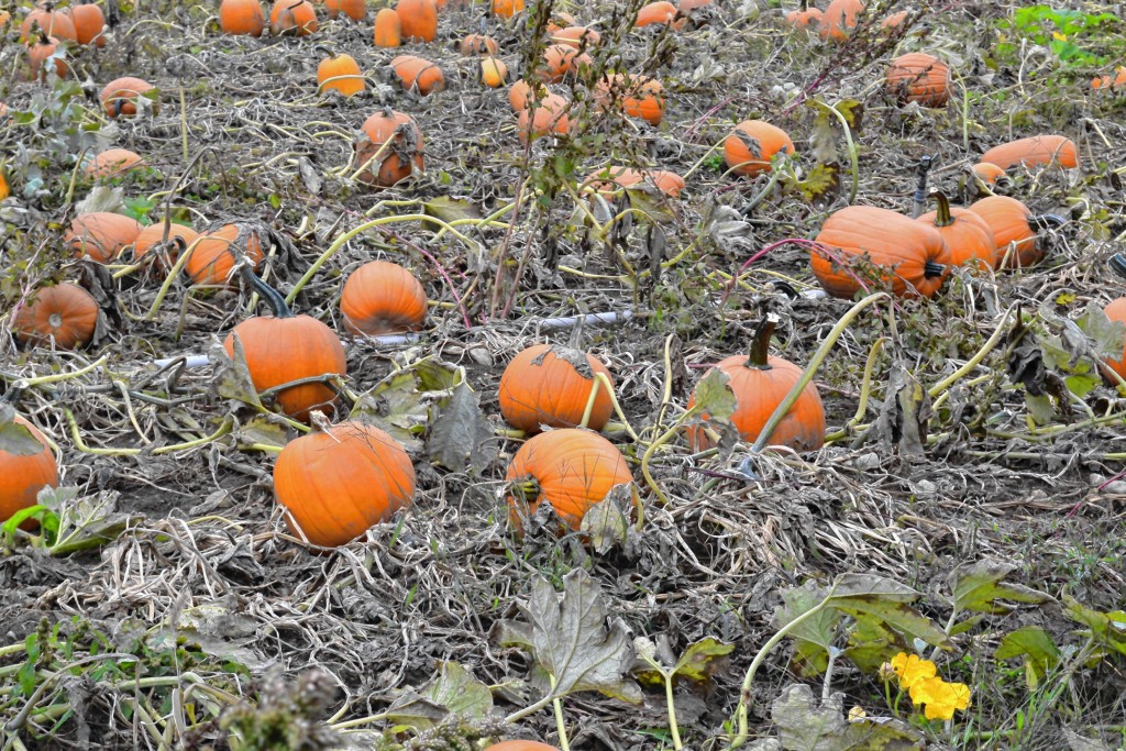 Tim Goodwin—Insider staffHow do you find the perfect pumpkin with so many to choose from? We have some tips.