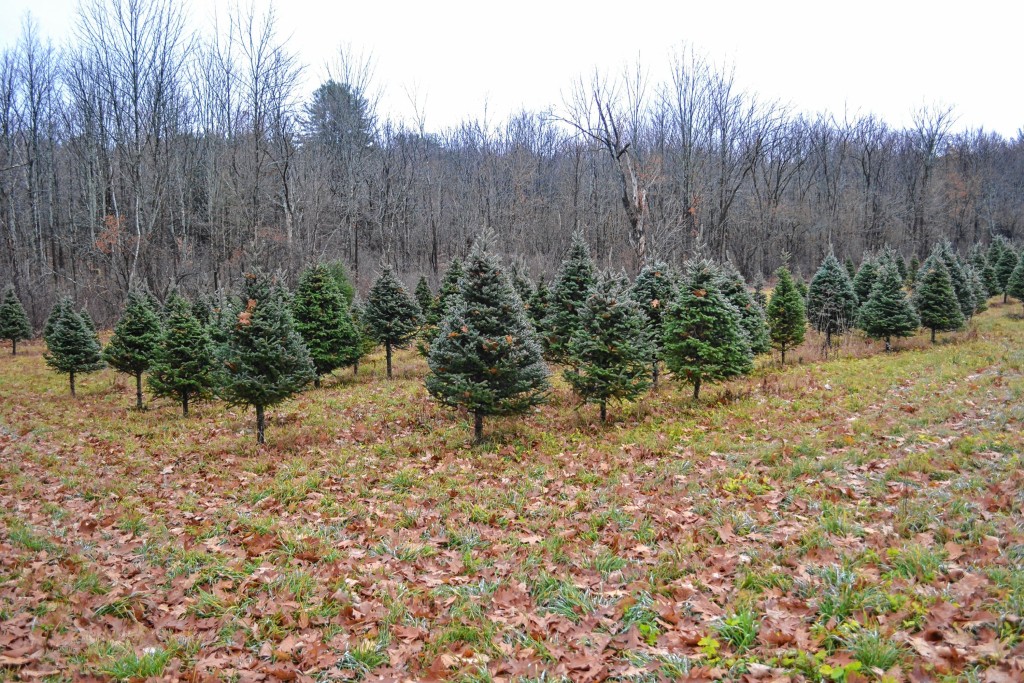 Rossview Farm is getting ready to open for cut your own Christmas trees on Saturday.
