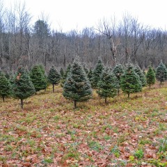 It’s almost time to cut your Christmas tree