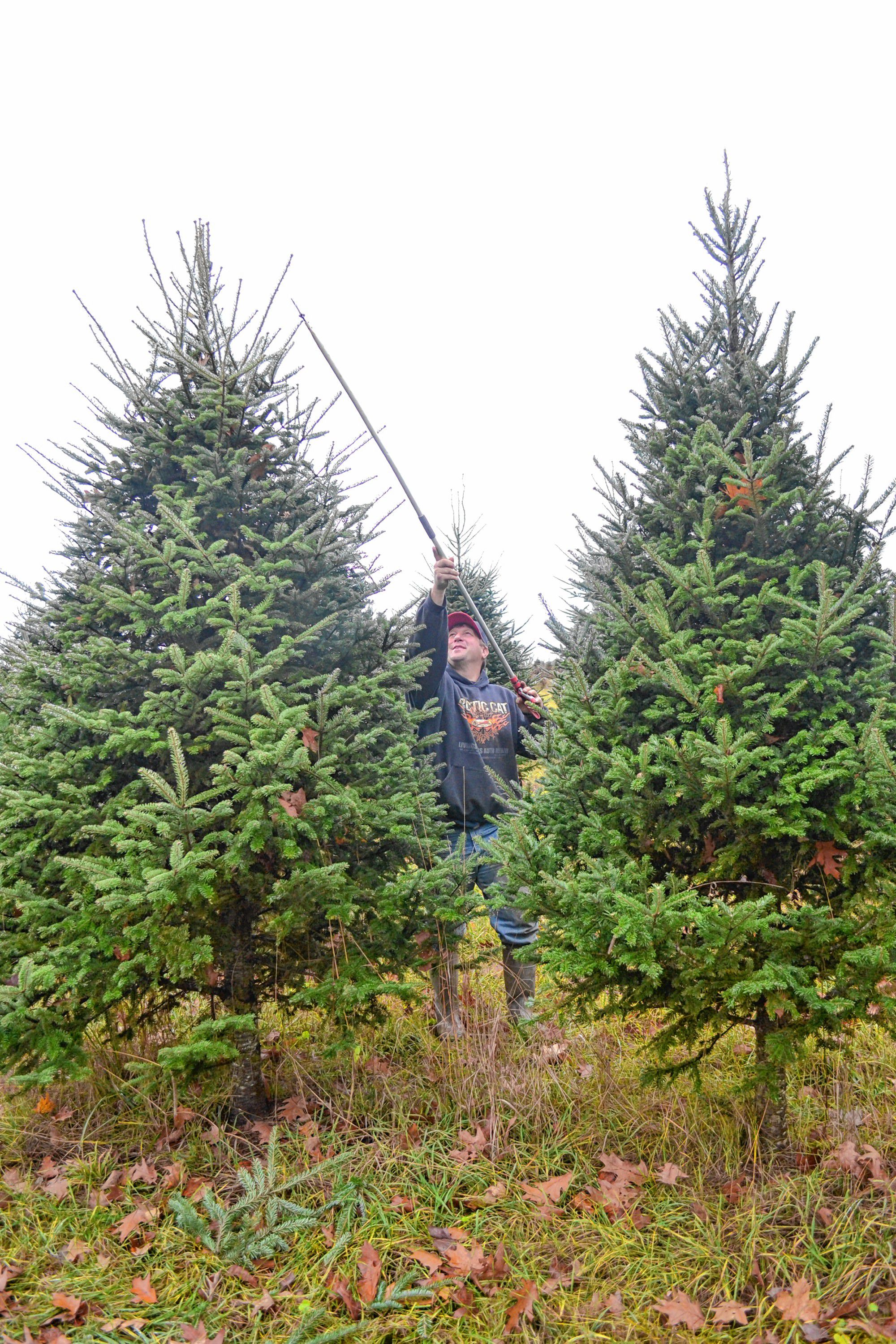 Cut your own christmas trees minnesota