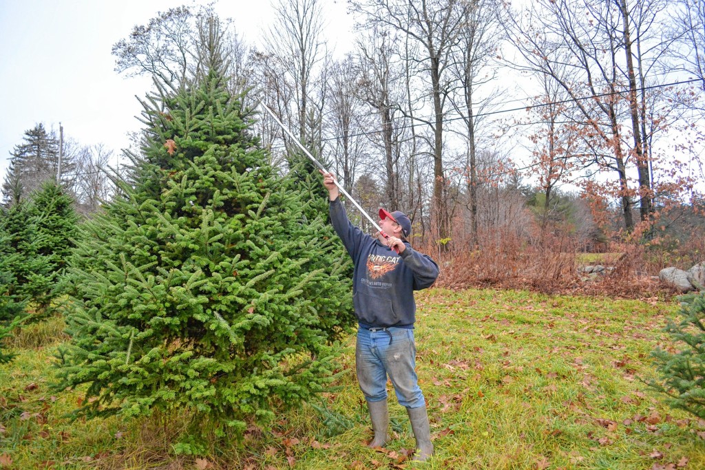 Above: Rossview Farm owner Don Ross trims a tree last week before the big rush begins on Saturday. Below: We told you there were lots of trees to choose from.