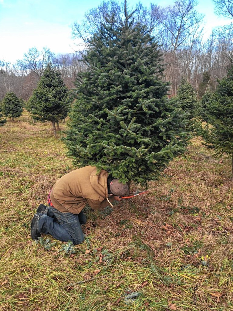 Jon is hard at work cutting down his Christmas tree at Rossview Farm last week.