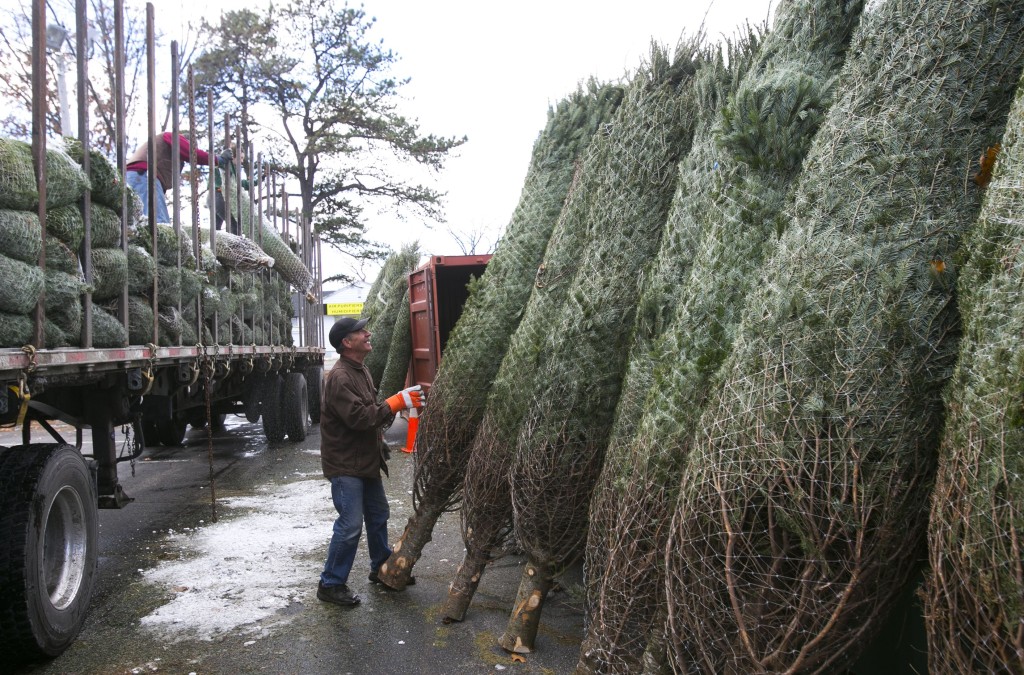 A truckful of Christmas trees arrived at Arnie’s Place on Loudon Road last week, and owner Tom Arnold wanted to make sure  some rather large trees from Pittsburg were ready for sale. 